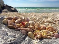 several shells on the beach with water in the backgroung and blue sky