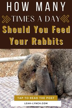 a rabbit with the words how many times a day should you feed your rabbits?