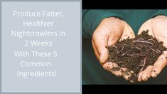 two hands holding soil with the words produce father, healthier nightcrawlers in 2 weeks with these 5 common ingredients