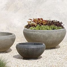 two large cement bowls with plants in them