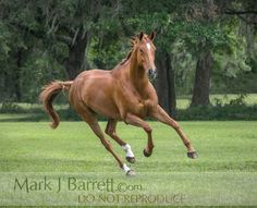 a brown horse is galloping through the grass with trees in the backgroud