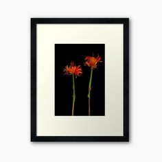 two red flowers framed art print on black wall hanging in front of a white frame