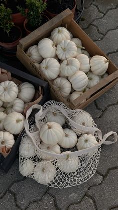 several baskets filled with white pumpkins sitting on the ground