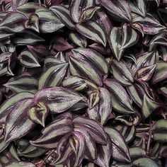 purple and green leaves are piled on top of each other