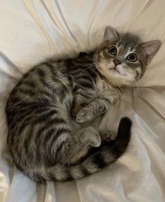 a cat laying on top of a white sheet