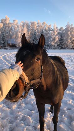 a person petting a horse in the snow with trees in the backgroud