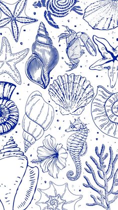 an ink drawing of sea shells and seashells