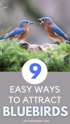 two bluebirds sitting on top of a tree with text overlay that reads 9 easy ways to attract bluebirds