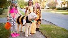 Dog Couple, Clever Costumes, Paint Your Pet, Fun Halloween Food, Couple Costumes, Dog Halloween Costumes