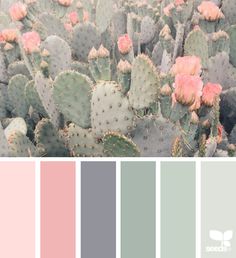 a cactus with pink flowers and green leaves in the foreground is a color palette