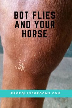 a close up of a horse's leg with the words, bot flies and your horse