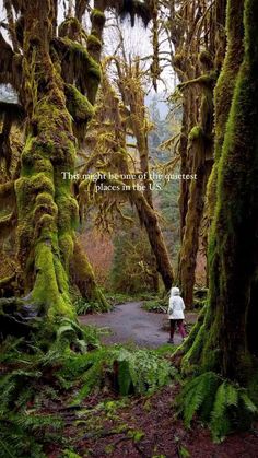 a person walking in the middle of a forest filled with mossy trees and ferns