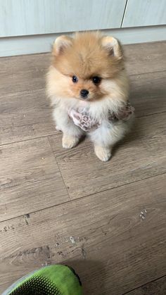 a small brown dog sitting on top of a wooden floor