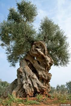 an old olive tree in the middle of nowhere