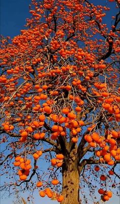 Unique Vegetables, Winter Fruit, Home Greenhouse, Green Inspiration, Fruit Flowers, Tree Photography