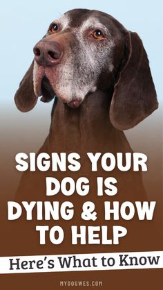 a dog with the words signs your dog is dying and how to help