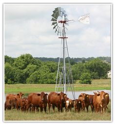 a herd of cattle standing next to a windmill on top of a grass covered field