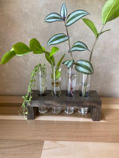 some plants are in glass vases on a shelf