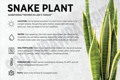 an info sheet describing snake plant