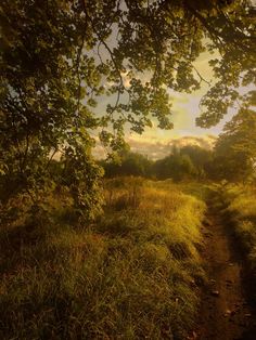 the sun shines through the trees and grass on a path that is surrounded by tall grass