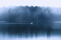 a lone bird is sitting in the middle of a lake surrounded by fog and trees