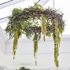 an arrangement of plants hanging from the ceiling