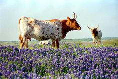 two cows standing in a field of purple flowers