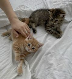 two kittens are laying on the bed and being petted