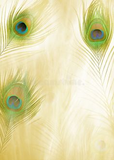 three peacock feathers on a yellow background royalty illustration