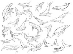 a bunch of different types of dolphins swimming in the ocean with their tails spread out