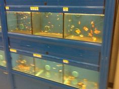 an aquarium filled with lots of different types of fish in it's display case