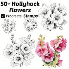 flowers are shown in black and white with the words, 50 + hollyhock flowers procreate stamps