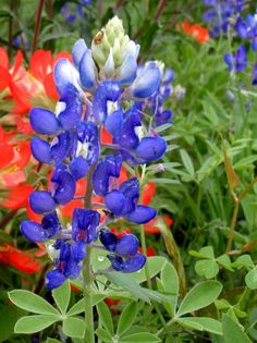 blue and red flowers are in the grass