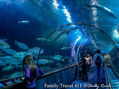 people are looking at fish in an aquarium