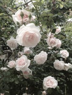 pink roses are blooming in the garden