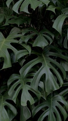 green leaves are growing on the side of a building