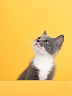 a gray and white cat looking up at something on a yellow background with it's head in the air