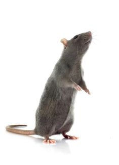 a gray rat sitting on its hind legs and looking up at the sky royalty images