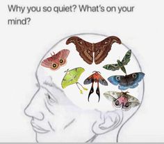 a man's head with many different types of moths in it