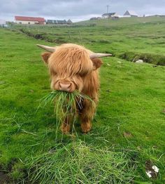 a long haired cow eating grass in a field