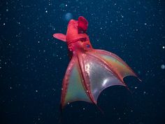 an orange and green squid floating in the water