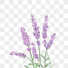 purple flowers on a white background with green leaves and stems in the foreground png