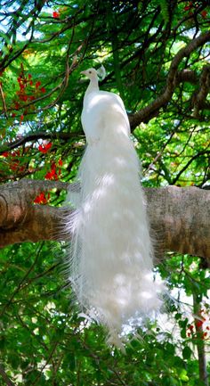 a white peacock sitting on top of a tree branch