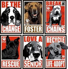 four dogs are shown with the words be the change fosterer, love a rescue senior and life adopt