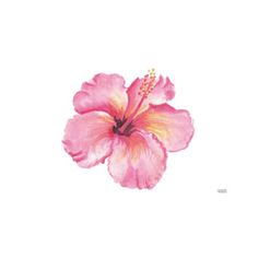 a pink flower with yellow stamens is shown in this watercolor painting on white paper