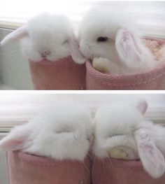 two pictures of small white rabbits in pink slippers with their noses touching each other