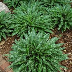 some very pretty green plants in the dirt