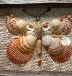 several seashells are arranged in a shadow box