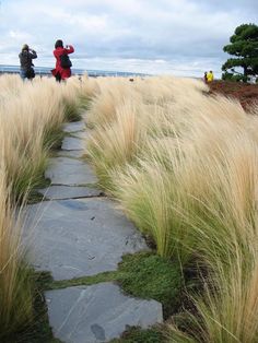 two people standing on the edge of a stone path near tall grass and rocks, looking out at the ocean