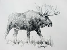 a drawing of a moose walking in the grass